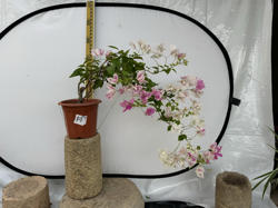 东篱小舍  花蝴蝶 红樱 漳州百变红心樱花 蝴蝶樱花三角梅 实拍照