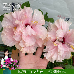 东篱小舍 朱槿牡丹　重瓣扶桑水粉　美国大红　金黄　原盆发货　