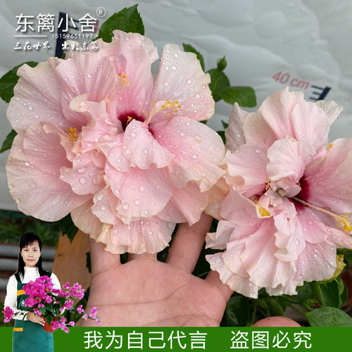 重瓣扶桑美国朱槿牡丹勤花原盆发