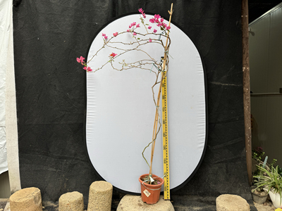 三角梅勤花品种秀女稀有品种