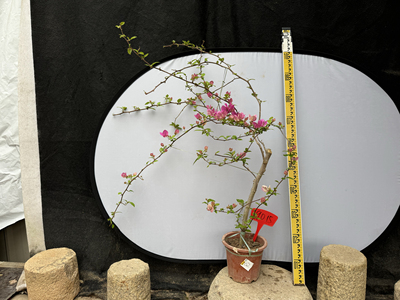 东篱小舍花蝴蝶漳红樱三角梅