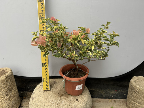 高级香槟色花叶共赏品种马斯