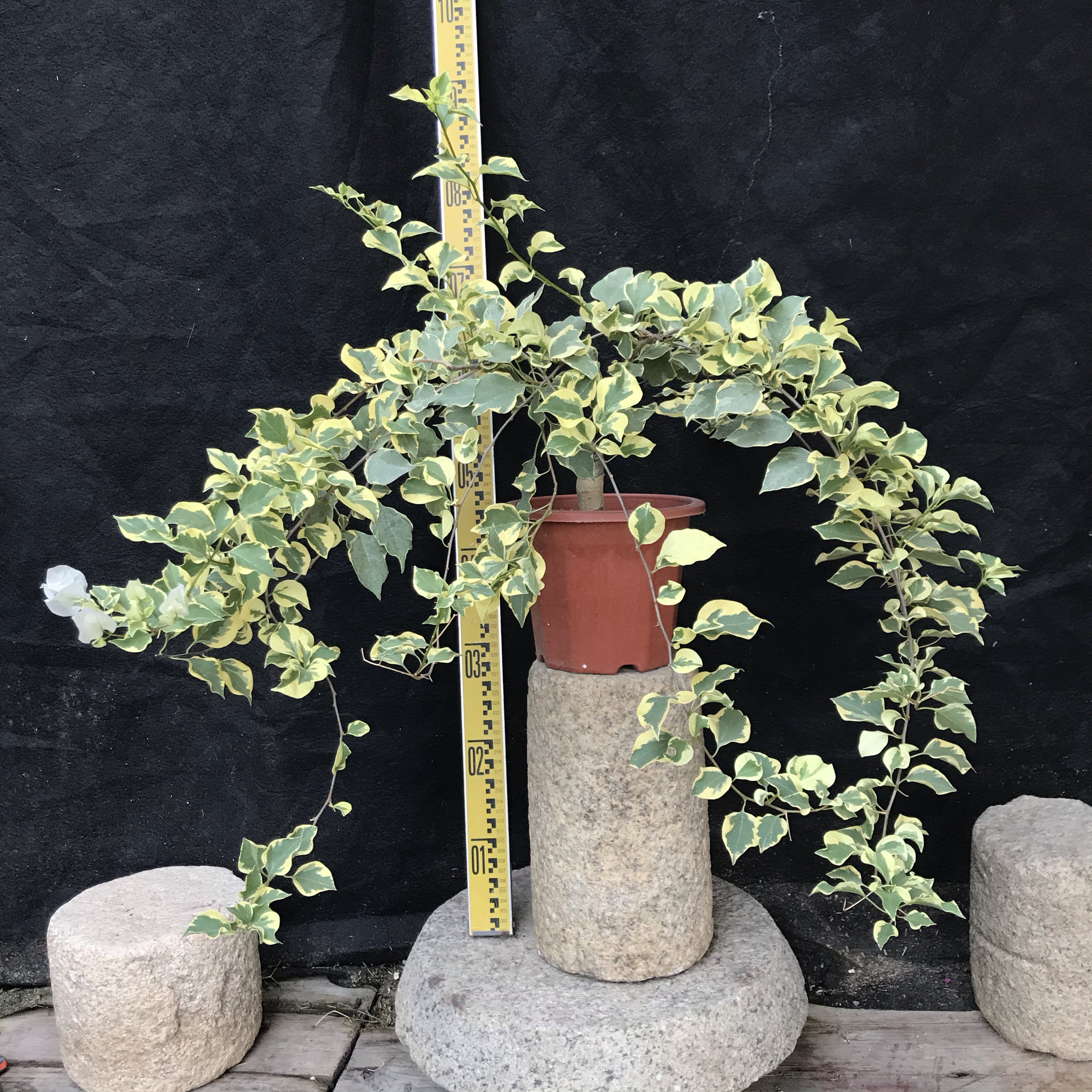 东篱小舍  三角梅红玛丽苏公主 金边樱花 原盆发 实拍照