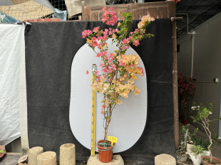 东篱小舍 三角梅阿达娜 阿朱娜 草莓黄 新品种苗非常细小 原盆发