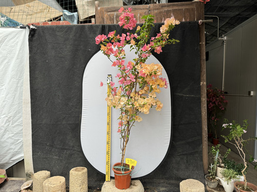 三角梅阿达娜颜色丰富勤花品种