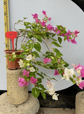 塔紫小桃红勤花　花叶密集
