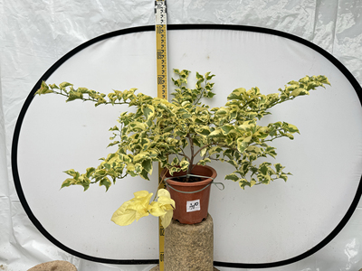黎明三角洲花叶共赏勤花多花