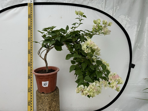 东篱小舍三角梅绿叶樱花原盆发货