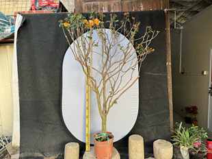 东篱小舍 三角梅勤花品种　加州黄金　原盆发实拍照