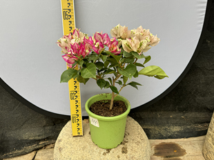 东篱小舍 三角梅新品种暗斑金娆 原生苗 实拍照原盆发货