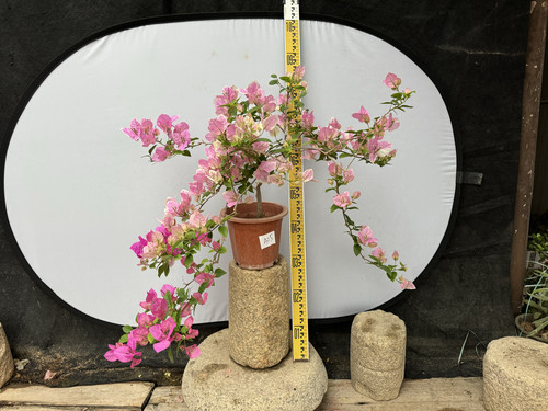 广红樱四季变色非常勤花颜色仙气