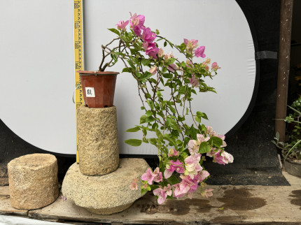 东篱小舍  花蝴蝶 红樱 漳州百变红心樱花 蝴蝶樱花三角梅 实拍照