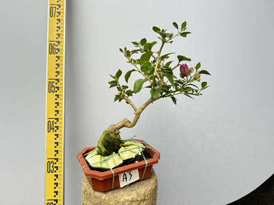 经典紫色三角梅老桩是时间的味道