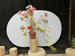 原盆发货 实拍照 9035三角梅勤花品种漳红樱老桩 东篱小舍