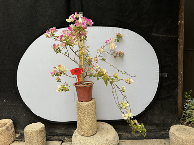 口红大型花　勤劳花美观净化空气