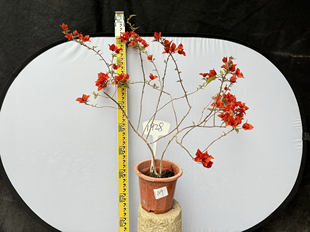 东篱小舍 三角梅　热火桑巴　原盆发货　有实拍照苗