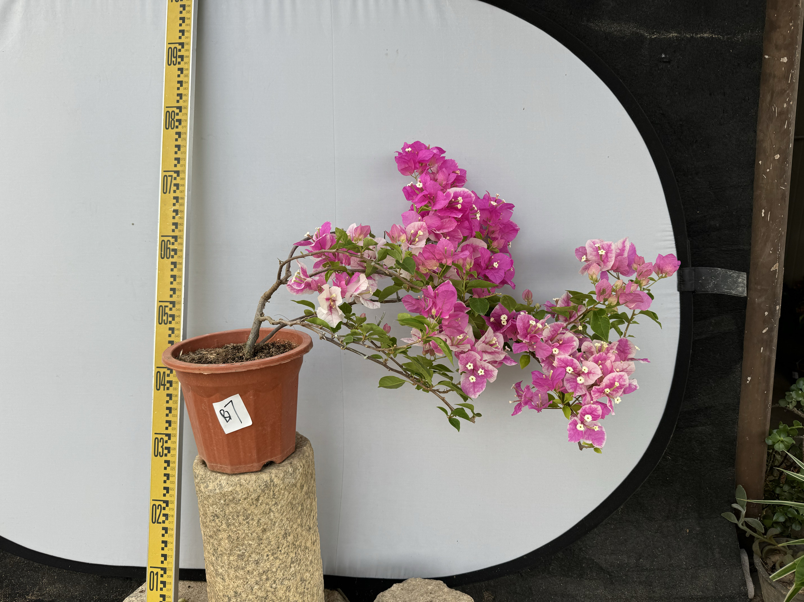 东篱小舍  花蝴蝶 红樱 漳州百变红心樱花 蝴蝶樱花三角梅 实拍照
