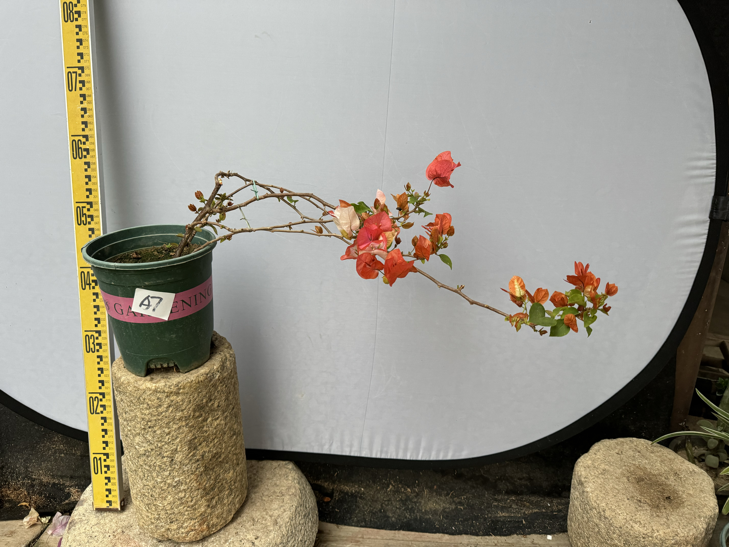 橙口红勤花品种颜色柔和三角梅