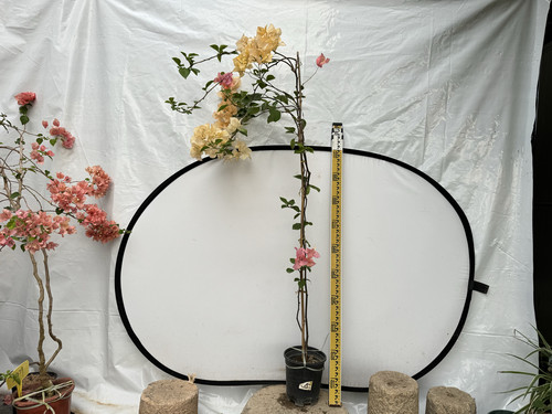 三角梅阿达娜颜色丰富勤花品种