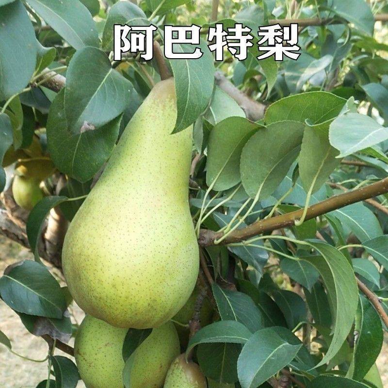 新品种嫁接梨树苗阿巴特梨树苗长颈葫芦形早熟香梨苗西洋梨树苗