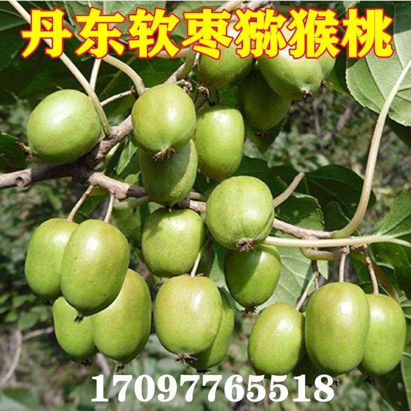丹东软枣圆枣子奇异莓果树苗小迷你软枣(猕猴桃)迷你苗盆栽