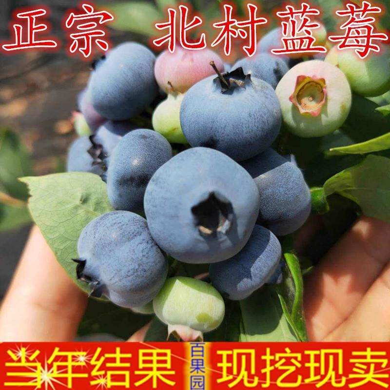 埃利奥特美登芝妮坤蓝蓝莓蓝丰盆栽陶柔北陆北村北蓝苗果树苗