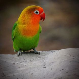 爱情鸟黄桃牡丹活鸟可训练说话幼鸟可手养宠物鸟活物