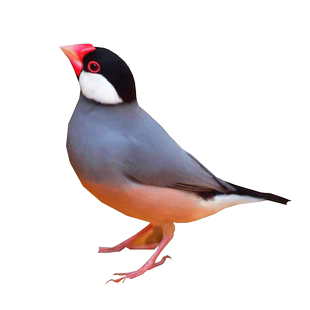 鸟笼珍珠鸟文鸟七彩鸟玉鸟十姐妹专用笼大号虎皮金属笼子豪华鸟窝