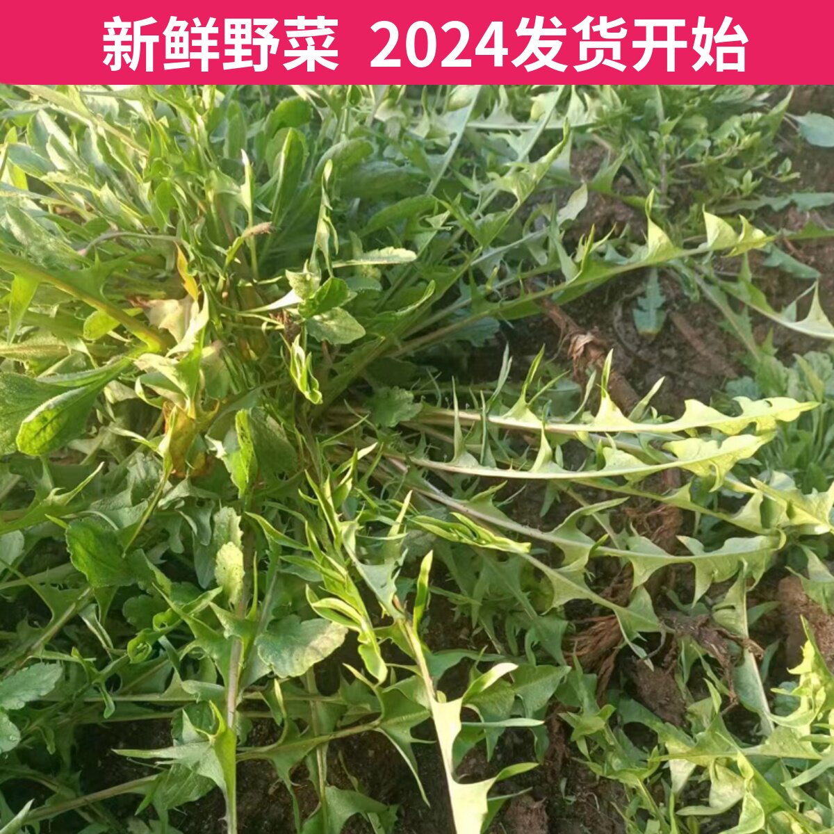 野生婆婆丁新鲜山野菜东北辽南苦菜蒲公英春节送礼包邮