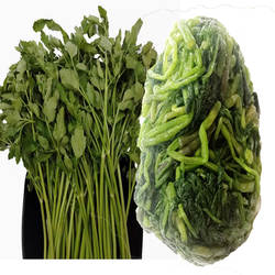 冷冻新鲜水芹菜东北野菜山菜炒肉凉拌菜玻璃叶饼菜料多地端午包邮