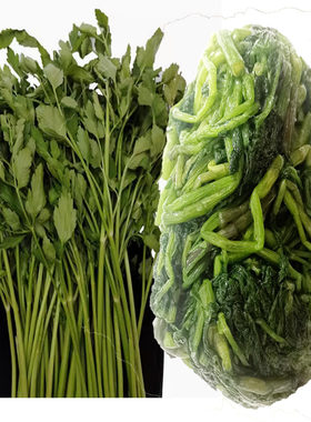东北水芹菜野菜新鲜玻璃叶饼料