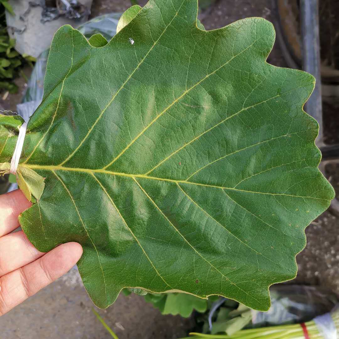 新鲜柞树叶子东北野生玻璃叶伯乐叶菠萝桲椤叶饼包粽子叶胡叶槲叶