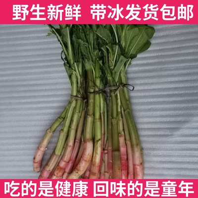 东北酸浆子特产新鲜野生酸浆子山菜野菜酸姜子孕妇吃酸500g包邮