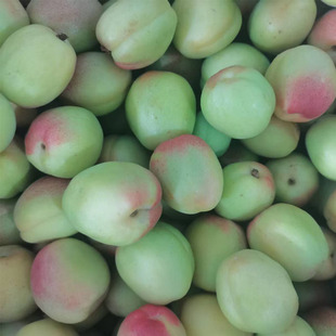 硬核青杏东北甜仁青杏真瓤特产新鲜水果杏子酸杏绿杏孕妇吃酸开胃