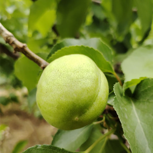 青杏白仁青杏白瓤特产新鲜水果杏子酸杏绿杏孕妇吃酸开胃