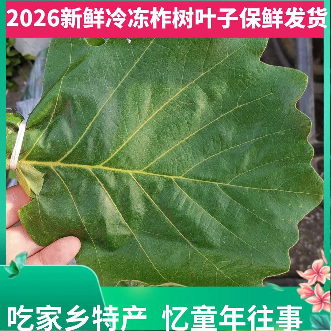 新鲜柞树东北野生伯乐粽子叶图片