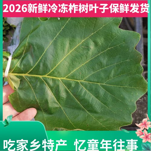 新鲜柞树东北野生伯乐粽子叶