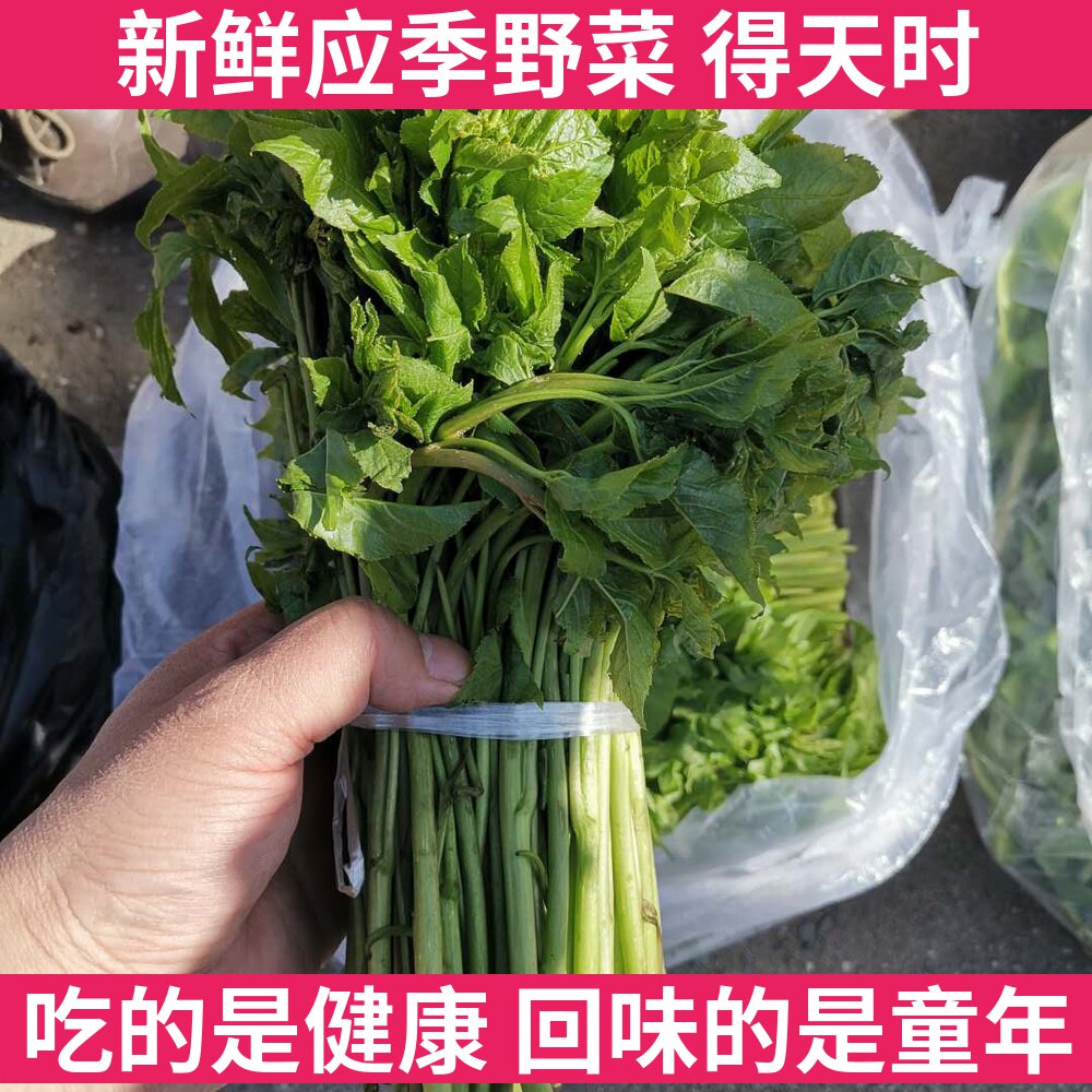 刺果棒东北特产山野菜刺五加每天现摘500g山菜刺拐棒