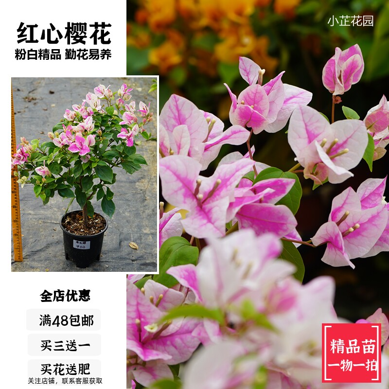 红心樱花漳红缨三角梅 超勤花精品盆栽现在开白花为主 小芷花园