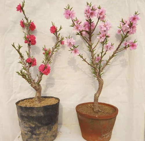 带花苞盆栽重瓣桃花树苗耐寒耐热