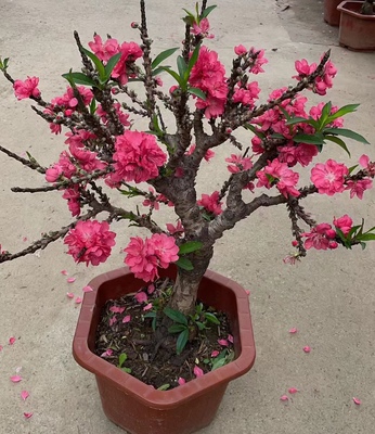 桃花树盆栽四季桃花重瓣阳台庭院南北方种植真实桃花特色花卉好养