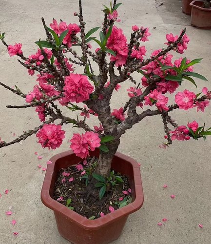 桃花树盆栽四季桃花重瓣阳台庭院南北方种植真实桃花特色花卉好养