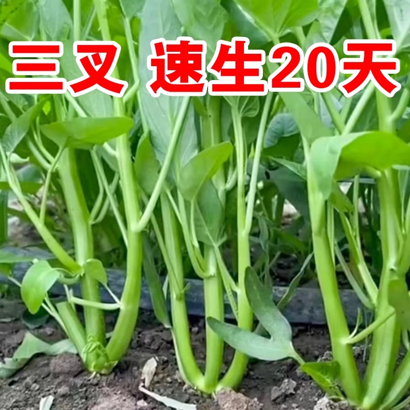 正宗三叉空心菜种籽四季大叶柳叶水空心菜种子白梗家庭种植小叶菜