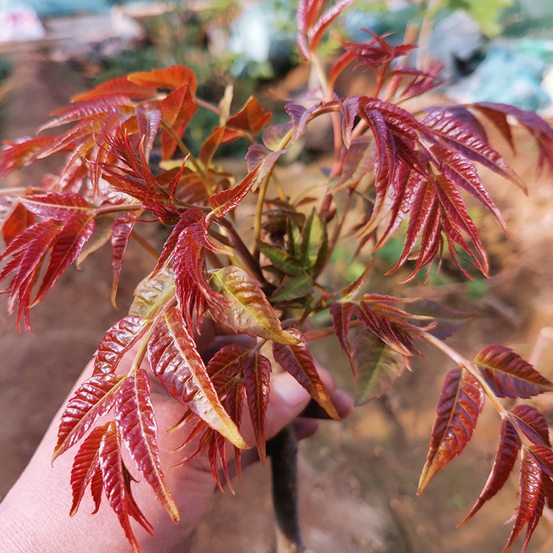香椿树苖红油香椿苗盆栽地栽绿油香椿苗南方北方种植食用香椿树苗