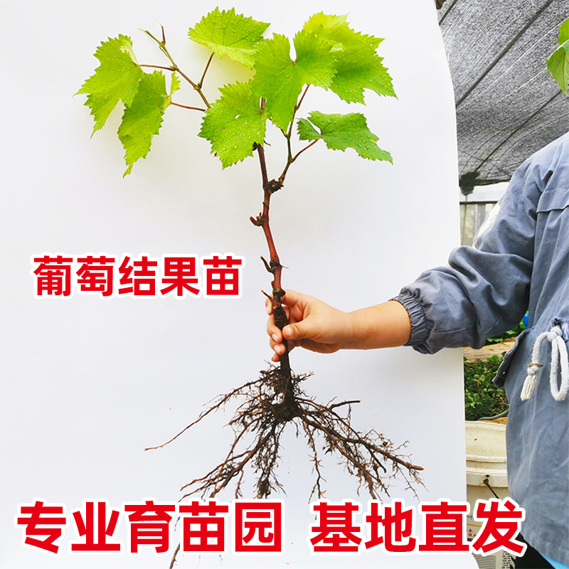 葡萄苗爬藤南方北方种植无籽嫁接晴王阳光玫瑰葡萄巨峰妮娜皇后苗 鲜花速递/花卉仿真/绿植园艺 果树 原图主图