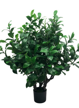 仿真植物盆栽茶树绿植油茶树室内家居装饰摆件拍摄茶叶厂家