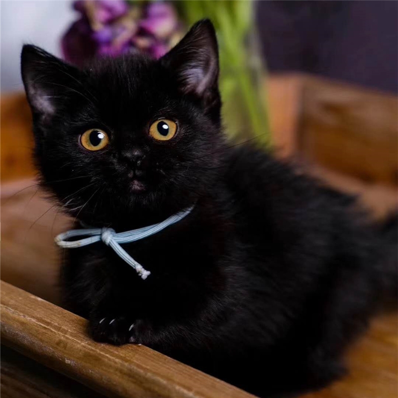 赛级中华田园猫纯黑幼崽领养黑挖煤球玄猫活体英短毛黑猫咪活体物