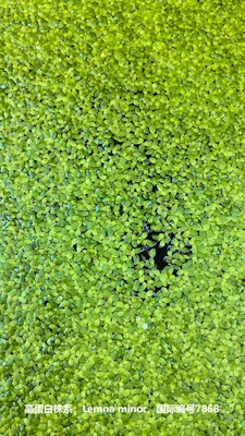 水生植物浮萍新品种每份/250克