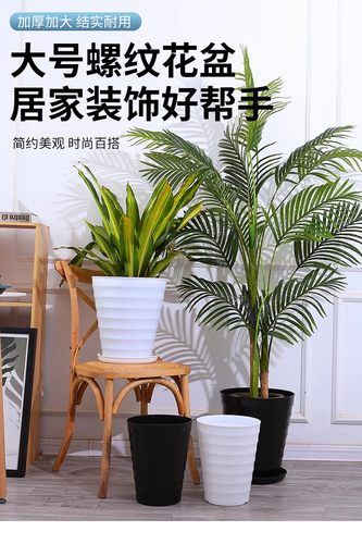客厅发财树特大号花盆