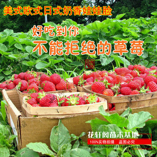 美式欧式日式奶香娃娃脸 斯黛拉细腻纯甜青莲居进口盆栽草莓种苗